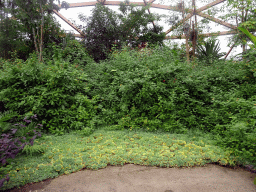 Plants in the Amazonica building at the South America area at the Diergaarde Blijdorp zoo