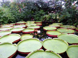 Water Lilies in the Amazonica building at the South America area at the Diergaarde Blijdorp zoo
