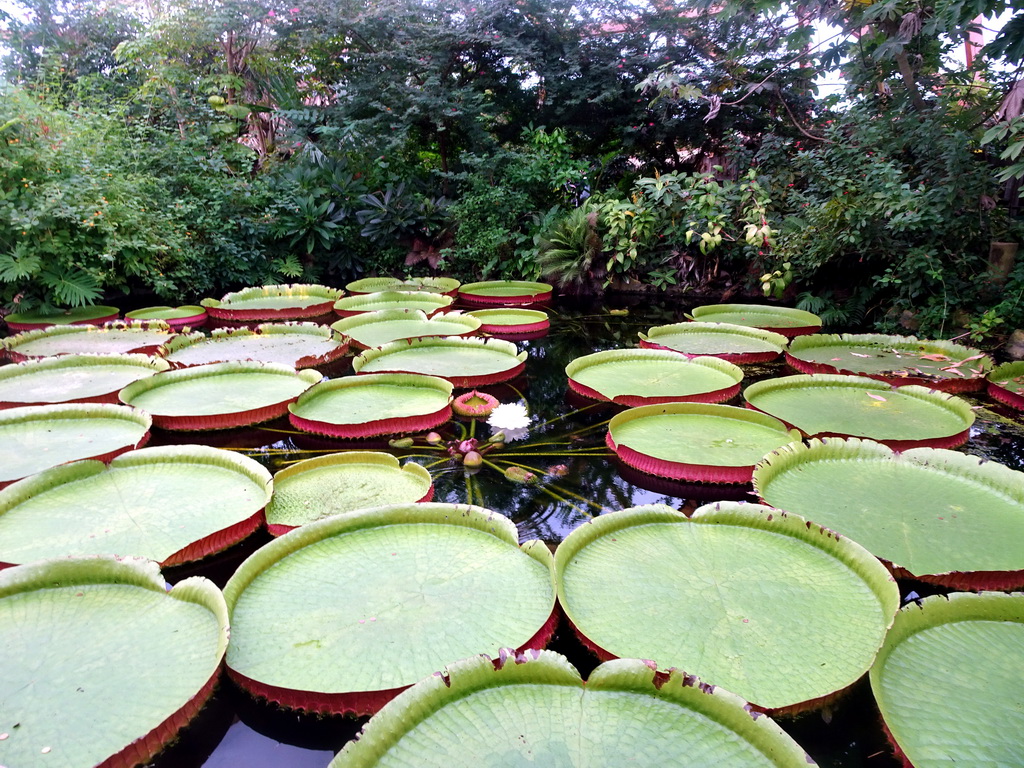 Water Lilies in the Amazonica building at the South America area at the Diergaarde Blijdorp zoo
