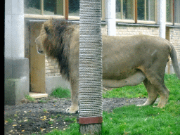 Asiatic Lion at the Asia area at the Diergaarde Blijdorp zoo