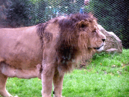 Asiatic Lion at the Asia area at the Diergaarde Blijdorp zoo