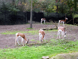 Mhorr Gazelles at the Africa area at the Diergaarde Blijdorp zoo