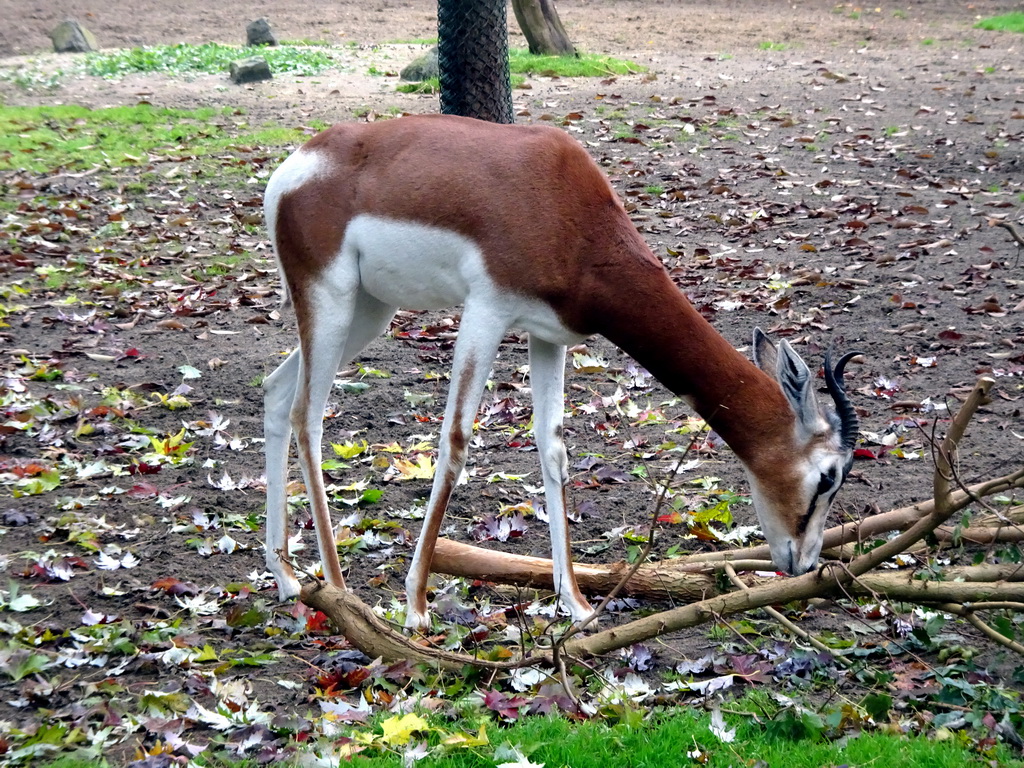 Mhorr Gazelle at the Africa area at the Diergaarde Blijdorp zoo