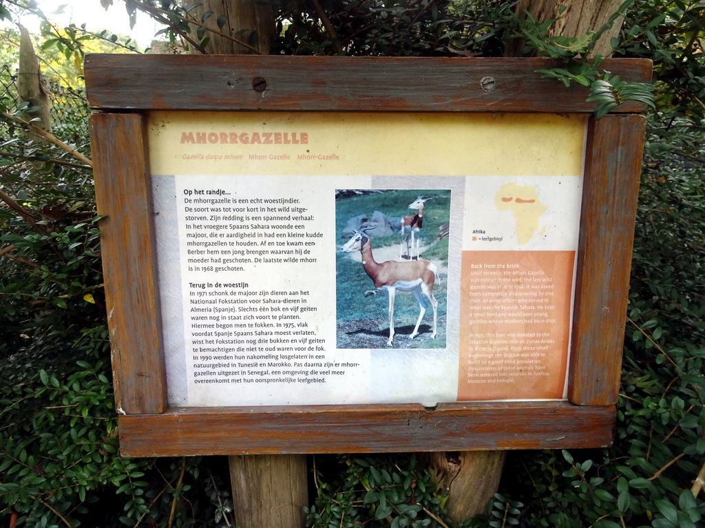 Explanation on the Mhorr Gazelle at the Africa area at the Diergaarde Blijdorp zoo