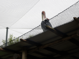 Marabou Stork at the Africa area at the Diergaarde Blijdorp zoo
