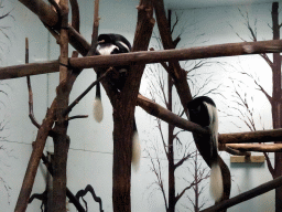 Black-and-white Colobuses at the Africa area at the Diergaarde Blijdorp zoo