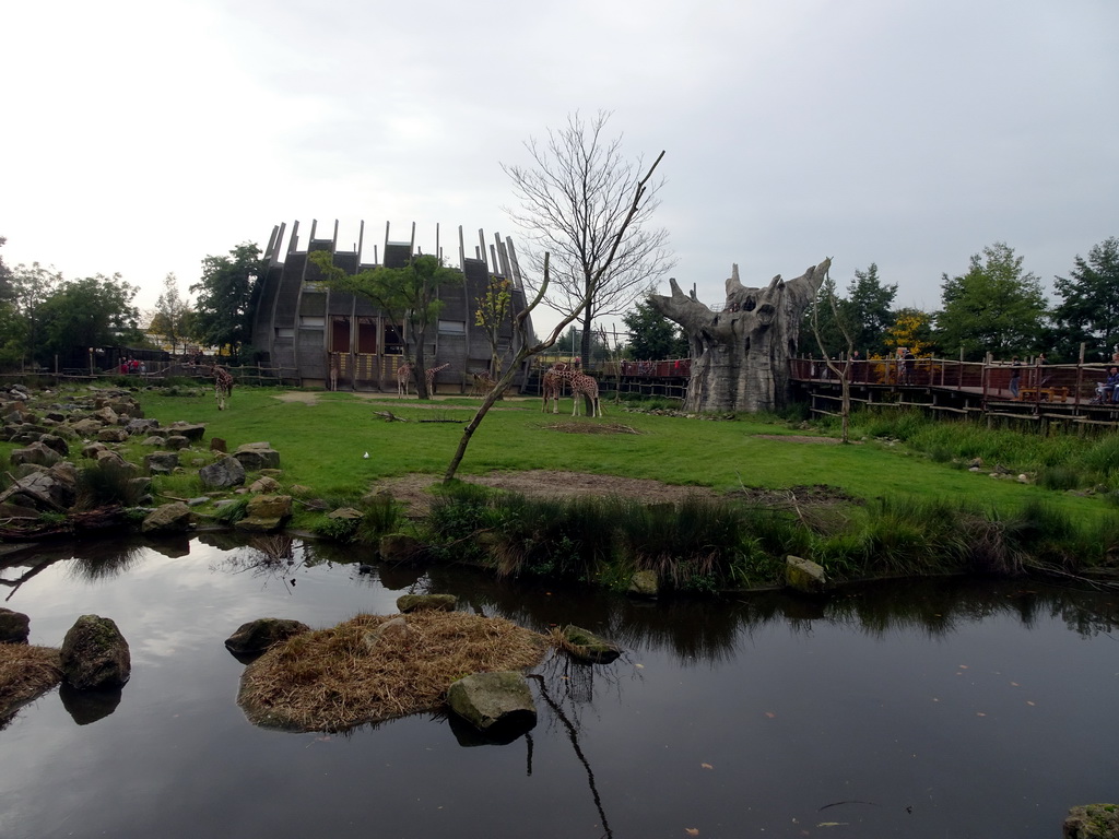 Giraffes at the Africa area at the Diergaarde Blijdorp zoo