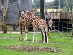 Giraffes at the Africa area at the Diergaarde Blijdorp zoo