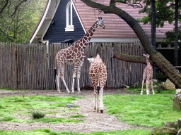 Giraffes at the Africa area at the Diergaarde Blijdorp zoo