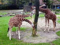 Giraffes at the Africa area at the Diergaarde Blijdorp zoo