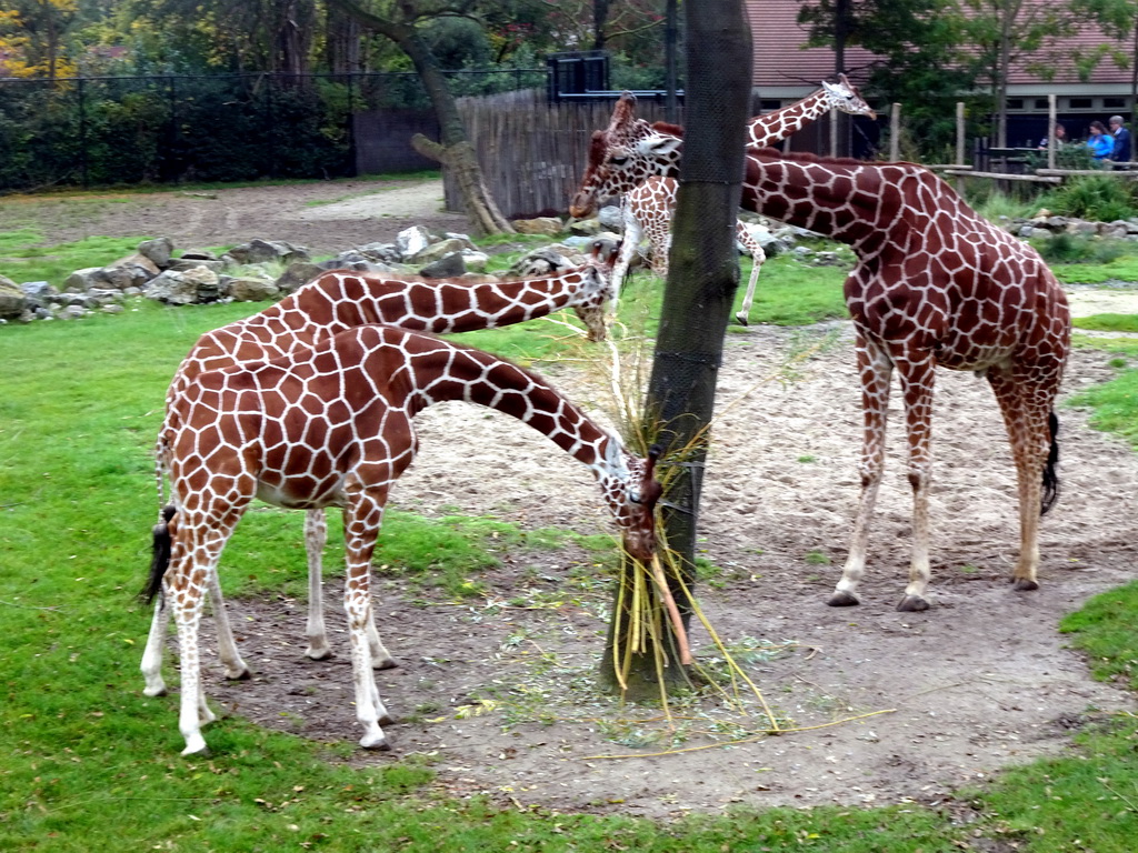 Giraffes at the Africa area at the Diergaarde Blijdorp zoo