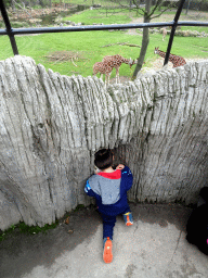 Max at the Tree of Life at the Africa area at the Diergaarde Blijdorp zoo, with a view on the Giraffes
