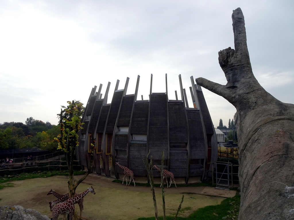 Giraffes at the Africa area at the Diergaarde Blijdorp zoo, viewed from the Tree of Life