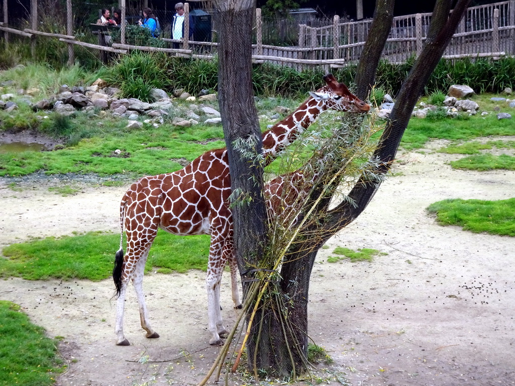 Giraffes at the Africa area at the Diergaarde Blijdorp zoo