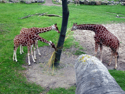 Giraffes at the Africa area at the Diergaarde Blijdorp zoo