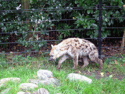 Spotted Hyena at the Africa area at the Diergaarde Blijdorp zoo