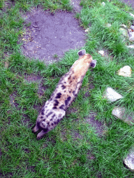 Spotted Hyena at the Africa area at the Diergaarde Blijdorp zoo