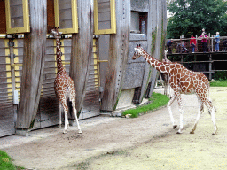 Giraffes at the Africa area at the Diergaarde Blijdorp zoo