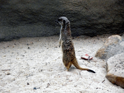 Meerkat at the Africa area at the Diergaarde Blijdorp zoo