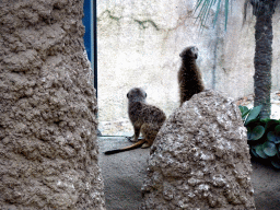 Meerkats at the Africa area at the Diergaarde Blijdorp zoo