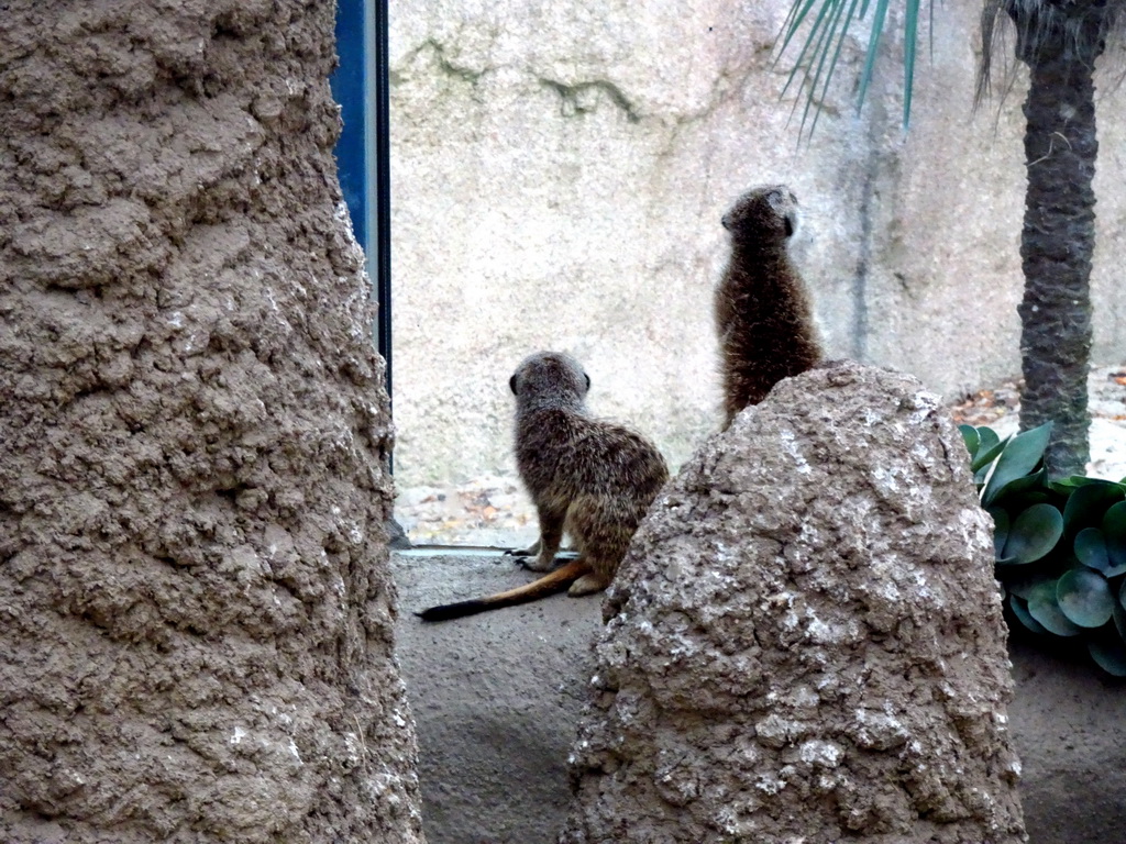 Meerkats at the Africa area at the Diergaarde Blijdorp zoo