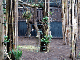 Okapi at the Africa area at the Diergaarde Blijdorp zoo