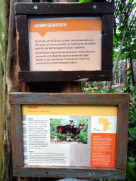 Explanation on the Okapi (and baby Okapi) at the Africa area at the Diergaarde Blijdorp zoo