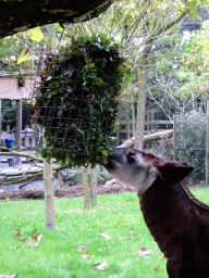 Okapi at the Africa area at the Diergaarde Blijdorp zoo