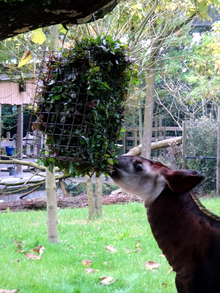 Okapi at the Africa area at the Diergaarde Blijdorp zoo