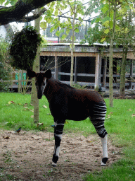 Okapi at the Africa area at the Diergaarde Blijdorp zoo