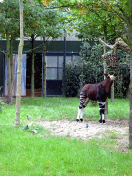 Okapi at the Africa area at the Diergaarde Blijdorp zoo