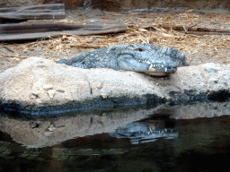 Nile Crocodile at the Crocodile River at the Africa area at the Diergaarde Blijdorp zoo