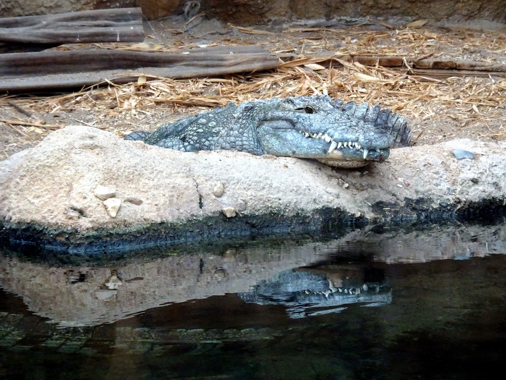 Nile Crocodile at the Crocodile River at the Africa area at the Diergaarde Blijdorp zoo