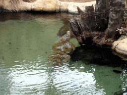 Nile Crocodile at the Crocodile River at the Africa area at the Diergaarde Blijdorp zoo