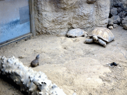 Meerkat and Tortoises at the Crocodile River at the Africa area at the Diergaarde Blijdorp zoo