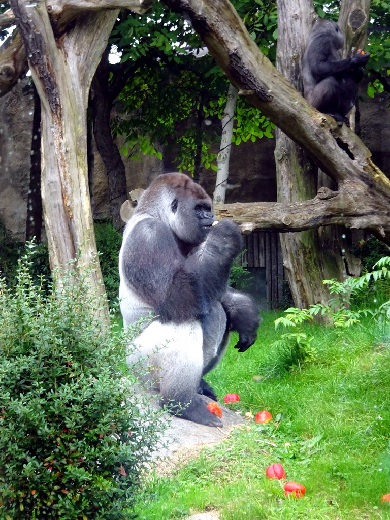 Western Lowland Gorillas at the Africa area at the Diergaarde Blijdorp zoo