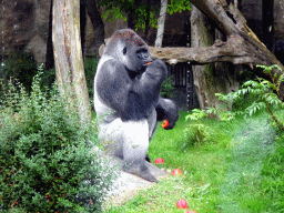 Western Lowland Gorilla at the Africa area at the Diergaarde Blijdorp zoo