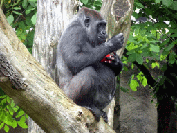 Western Lowland Gorilla at the Africa area at the Diergaarde Blijdorp zoo