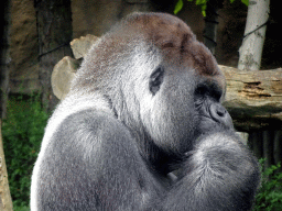 Western Lowland Gorilla at the Africa area at the Diergaarde Blijdorp zoo