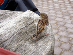 Sparrow at our lunch table at the Oewanja Lodge at the Africa area at the Diergaarde Blijdorp zoo