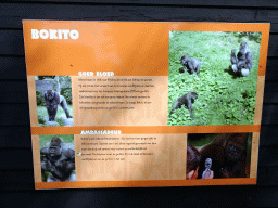 Explanation on the Western Lowland Gorilla `Bokito` at the Africa area at the Diergaarde Blijdorp zoo