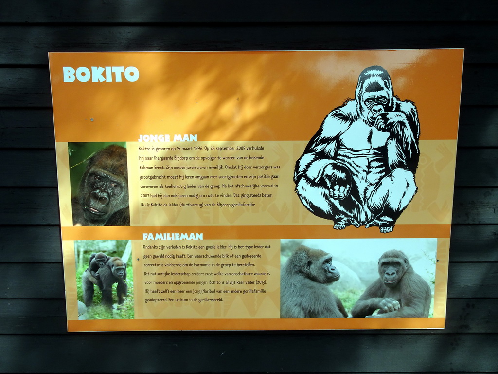 Explanation on the Western Lowland Gorilla `Bokito` at the Africa area at the Diergaarde Blijdorp zoo