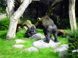 Western Lowland Gorillas at the Africa area at the Diergaarde Blijdorp zoo