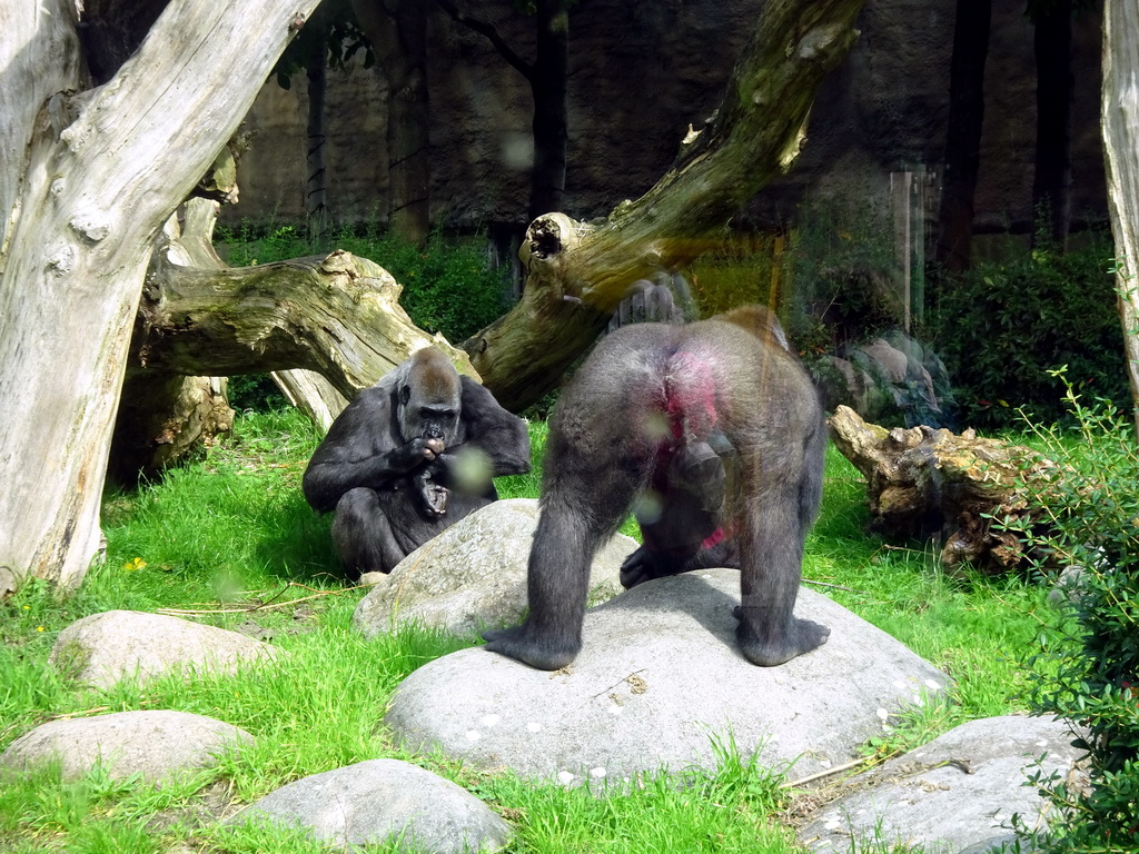 Western Lowland Gorillas at the Africa area at the Diergaarde Blijdorp zoo