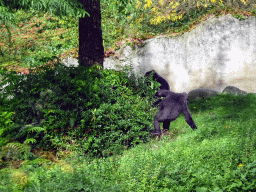 Western Lowland Gorillas at the Africa area at the Diergaarde Blijdorp zoo