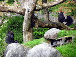 Western Lowland Gorillas at the Africa area at the Diergaarde Blijdorp zoo