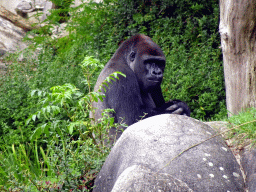 Western Lowland Gorilla at the Africa area at the Diergaarde Blijdorp zoo