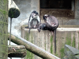 White-crowned Mangabeys at the Africa area at the Diergaarde Blijdorp zoo
