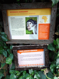 Explanation on the White-crowned Mangabey (and baby Mangabeys) at the Africa area at the Diergaarde Blijdorp zoo