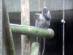 White-crowned Mangabeys at the Africa area at the Diergaarde Blijdorp zoo